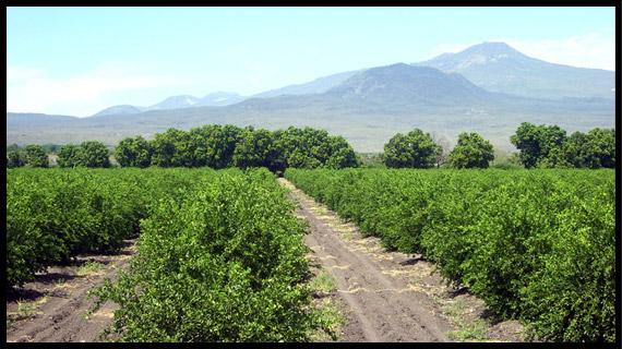Empaque, distribución y venta del mejor limón de México