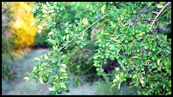 Empaque, distribución y venta del mejor limón de México