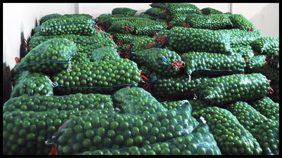 Limón de la mejor calidad
