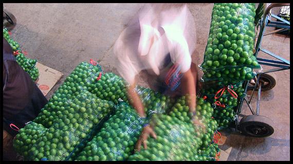 Empaque, distribución y venta del mejor limón de México