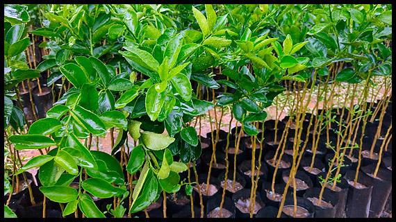 Empaque, distribución y venta del mejor limón de México