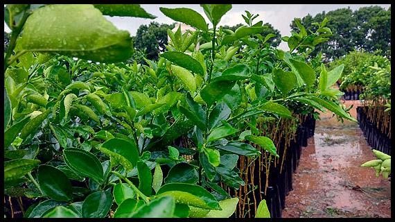 Empaque, distribución y venta del mejor limón de México