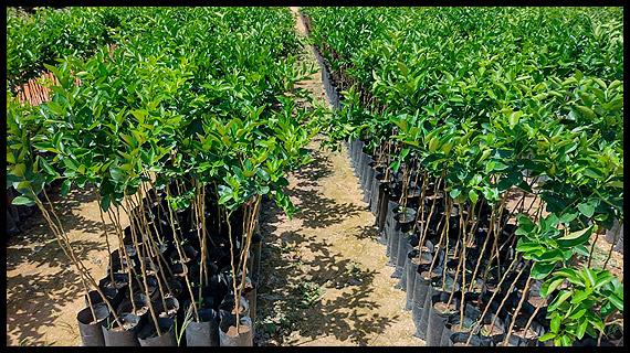 Empaque, distribución y venta del mejor limón de México