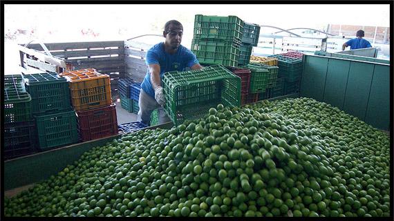 Empaque, distribución y venta del mejor limón de México