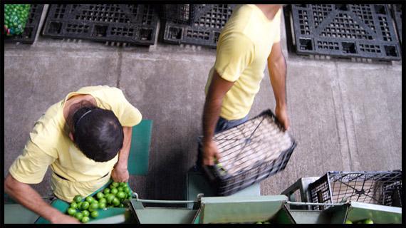 Empaque, distribución y venta del mejor limón de México