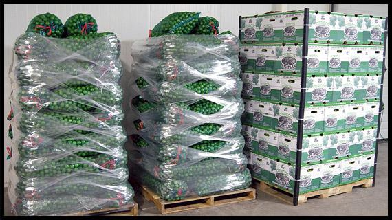 Empaque, distribución y venta del mejor limón de México