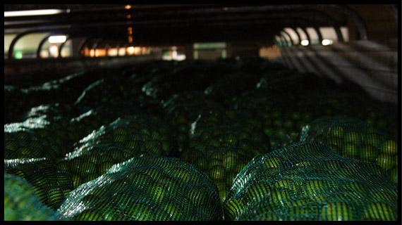 Empaque, distribución y venta del mejor limón de México