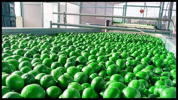 Empaque, distribución y venta del mejor limón de México