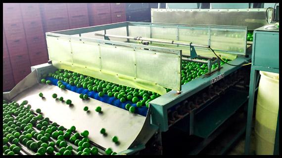 Empaque, distribución y venta del mejor limón de México