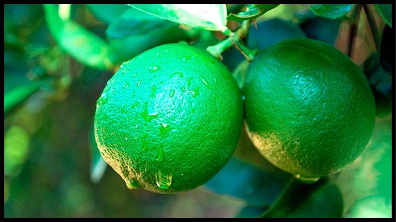 Empaque, distribución y venta del mejor limón de México