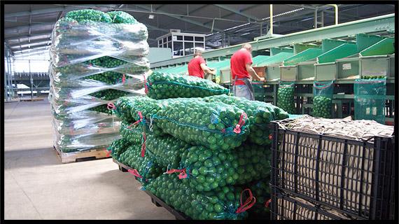 El mejor limón de México es de Michoacán