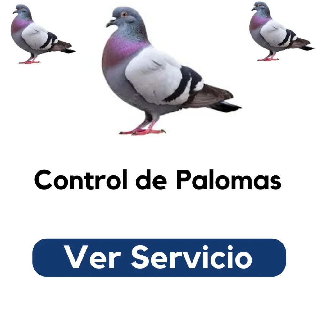 Técnico instalando barreras físicas en azotea para evitar el posamiento de palomas. Servicio profesional de control de aves urbanas en Santiago por Py Construcciones.