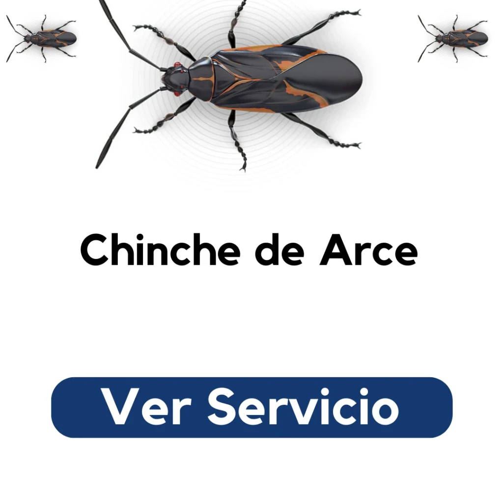 Técnico de Py Construcciones realizando fumigación en fachada afectada por chinche de arce en Santiago