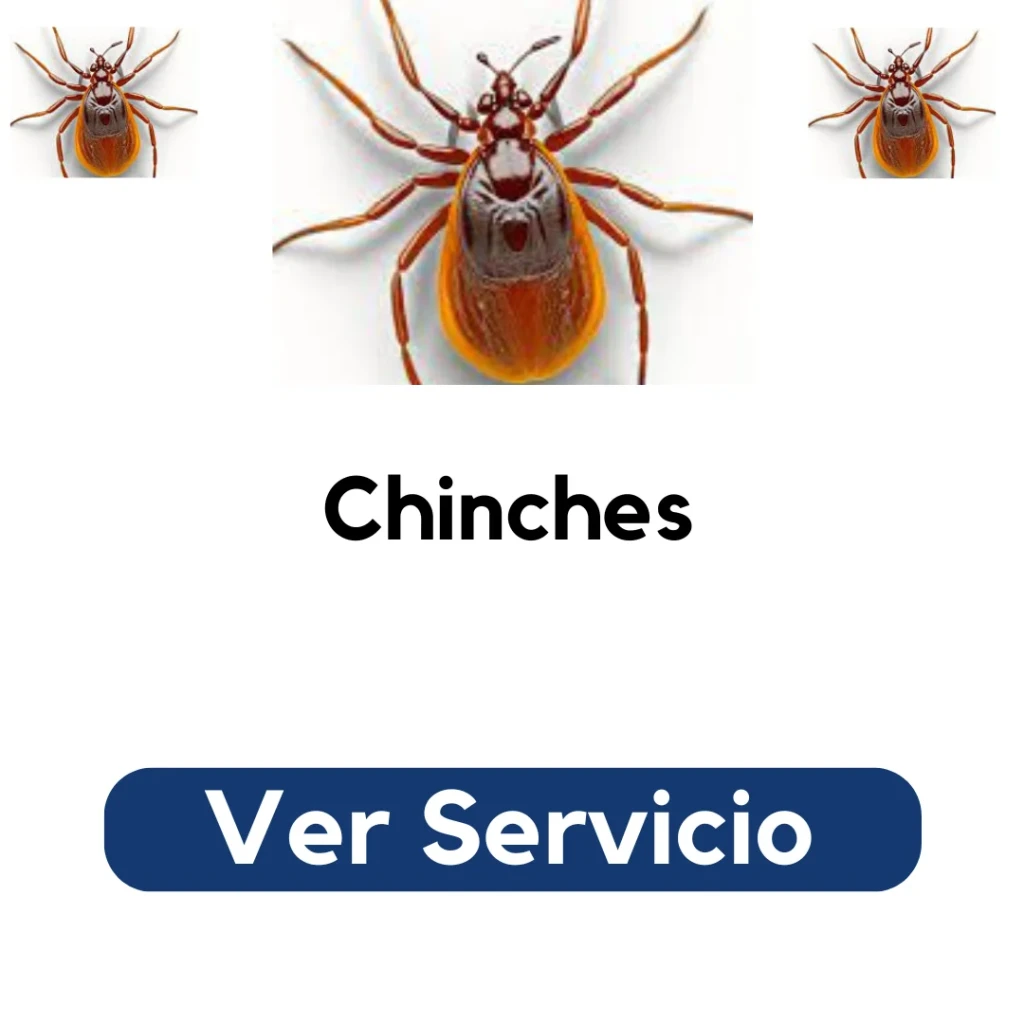 Técnico aplicando fumigación profesional en dormitorio para eliminar chinches de cama. Servicio certificado de control de plagas en Santiago por Py Construcciones.