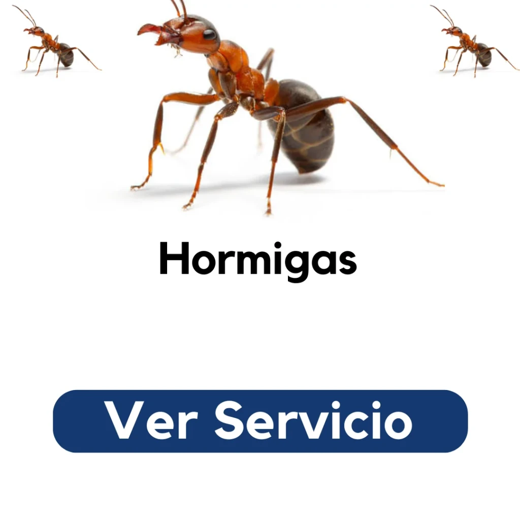 Técnico de Py Construcciones aplicando gel insecticida para eliminar hormigas en cocina residencial en Santiago