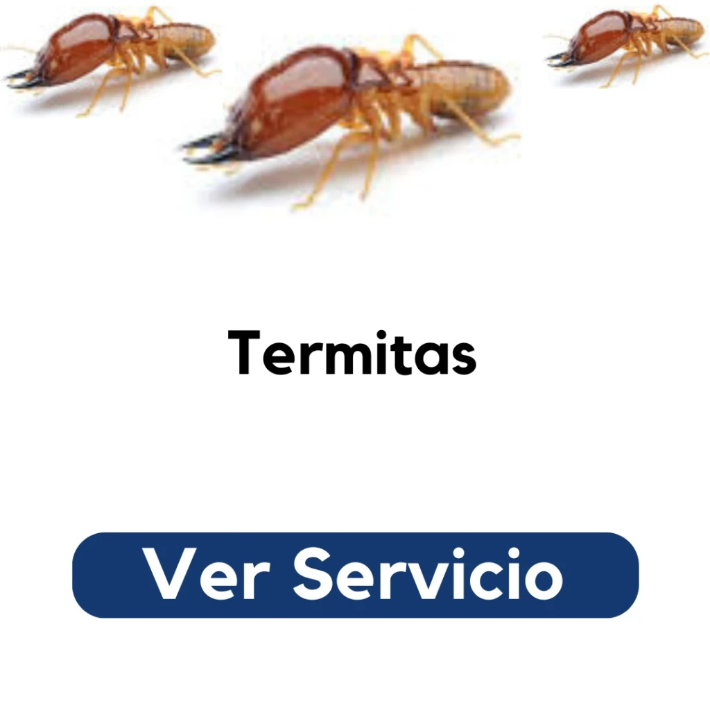 Especialista de Py Construcciones aplicando tratamiento contra termitas en estructura de madera en vivienda de Santiago