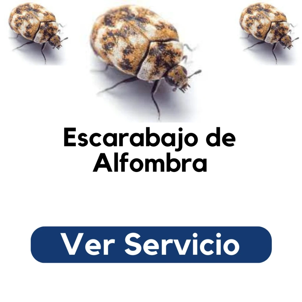 Fumigación profesional para eliminar escarabajos de alfombra en textiles, muebles y closets – Py Construcciones