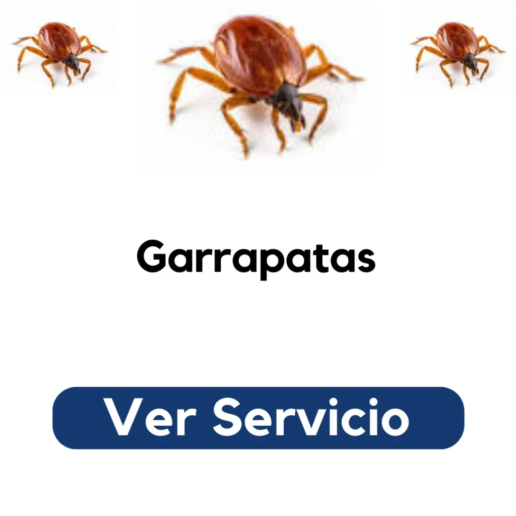 Técnico aplicando fumigación en patio y zócalos para eliminar garrapatas. Servicio profesional de control de plagas en Santiago por Py Construcciones.