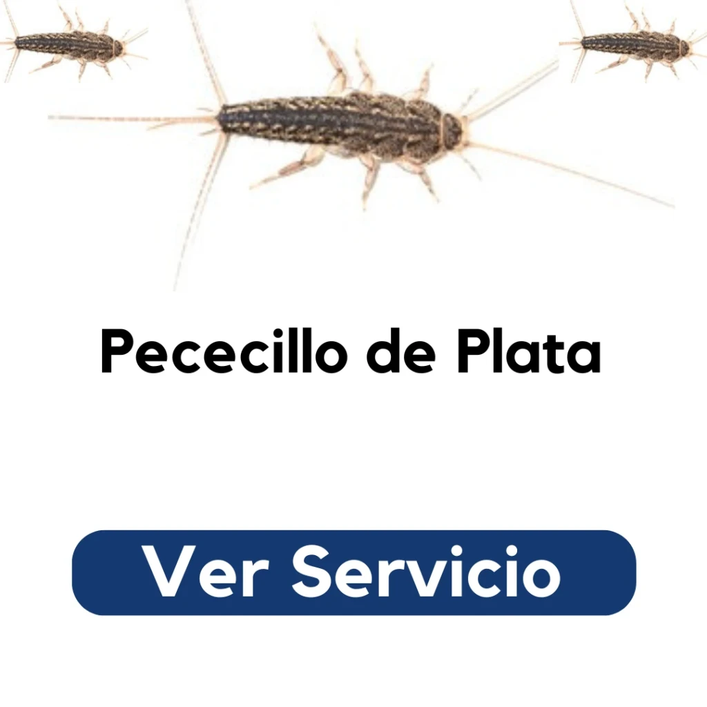 Aplicación profesional de fumigación para eliminar pececillos de plata en baños y cocinas – Py Construcciones