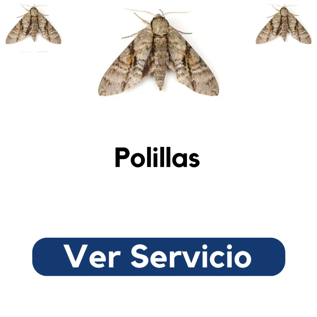Fumigación profesional para eliminar polillas en ropa, alacenas y muebles tapizados – Py Construcciones