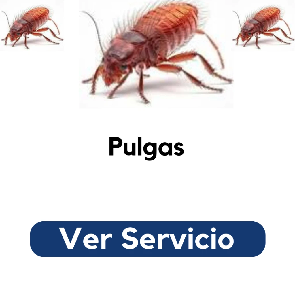 Técnico aplicando fumigación en alfombra y zócalos para eliminar pulgas. Servicio profesional de control de plagas en Santiago por Py Construcciones.