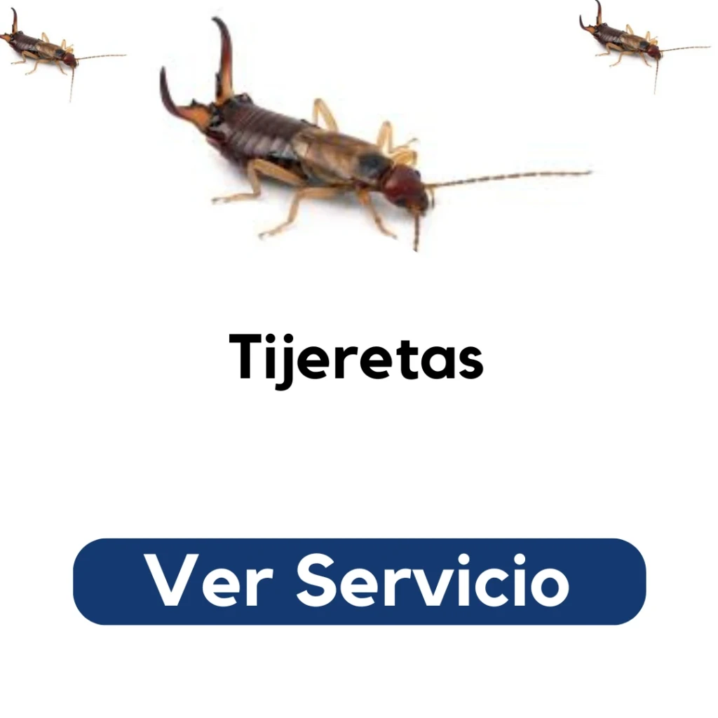 Fumigación profesional para eliminar tijeretas en baños, cocinas y jardines – Py Construcciones