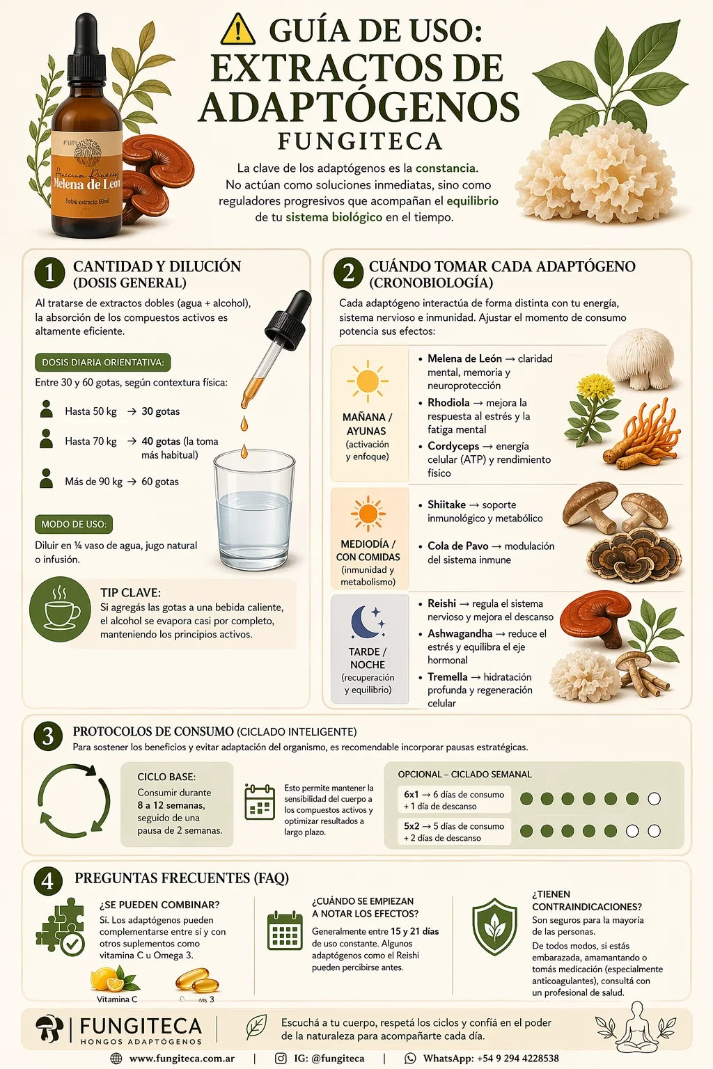Infografía de uso de adaptógenos Fungiteca: cantidad recomendada de extractos de hongos (30–60 gotas), cómo tomarlos, cronobiología (Reishi, Melena de León, Cordyceps, Ashwagandha, Rhodiola, Tremella, etc.), ciclos de consumo y beneficios potenciales para energía, estrés, enfoque e inmunidad.