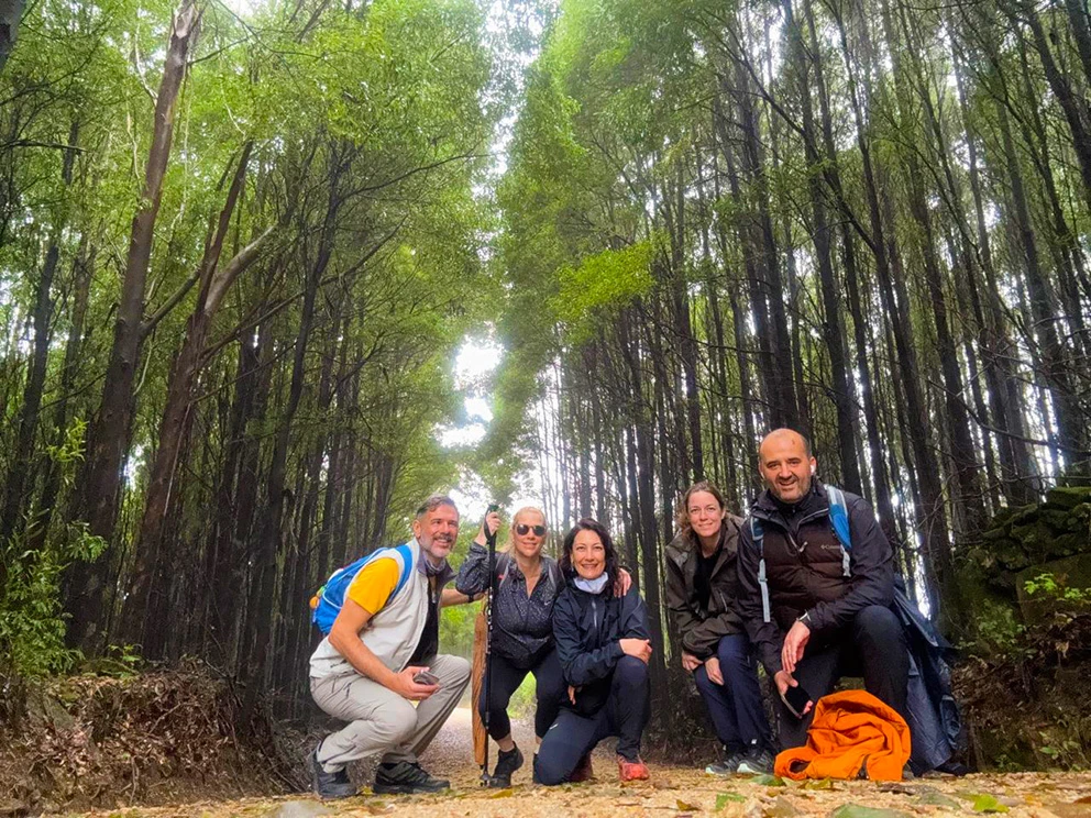 Bosque en el Camino de Santiago