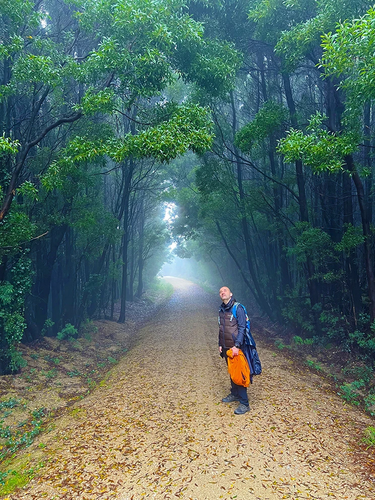 Bosque en el Camino de Santiago