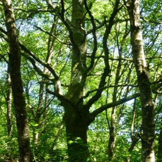 Bosques en el camino