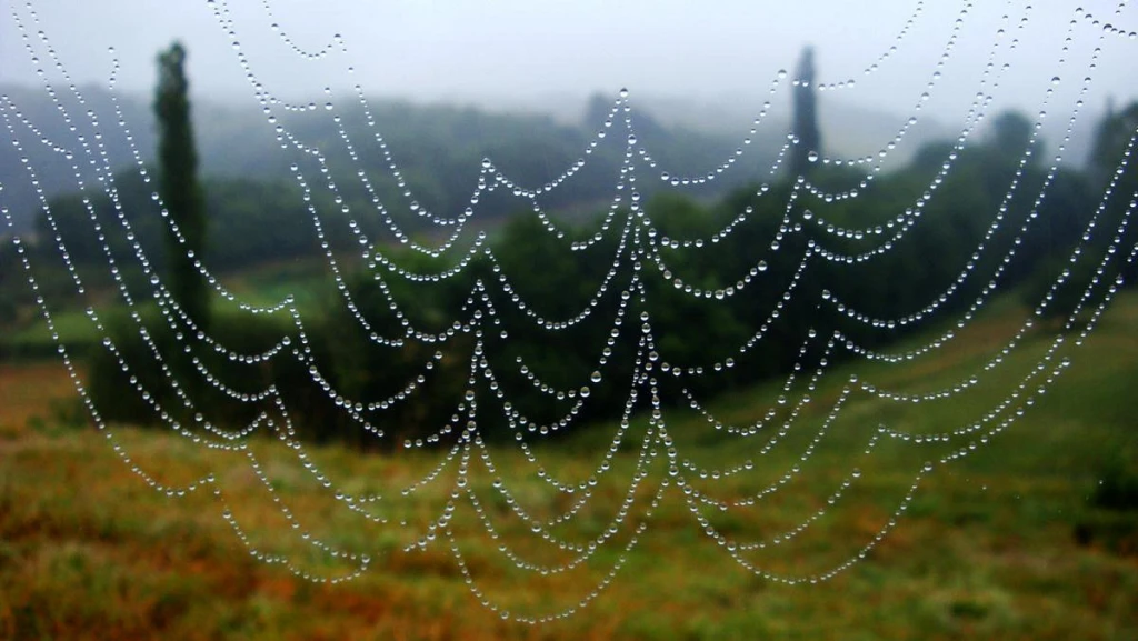 Camino de Santiago