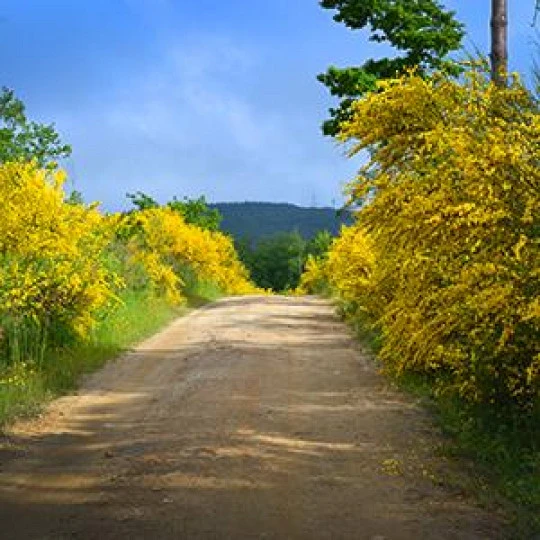 Parte del camino