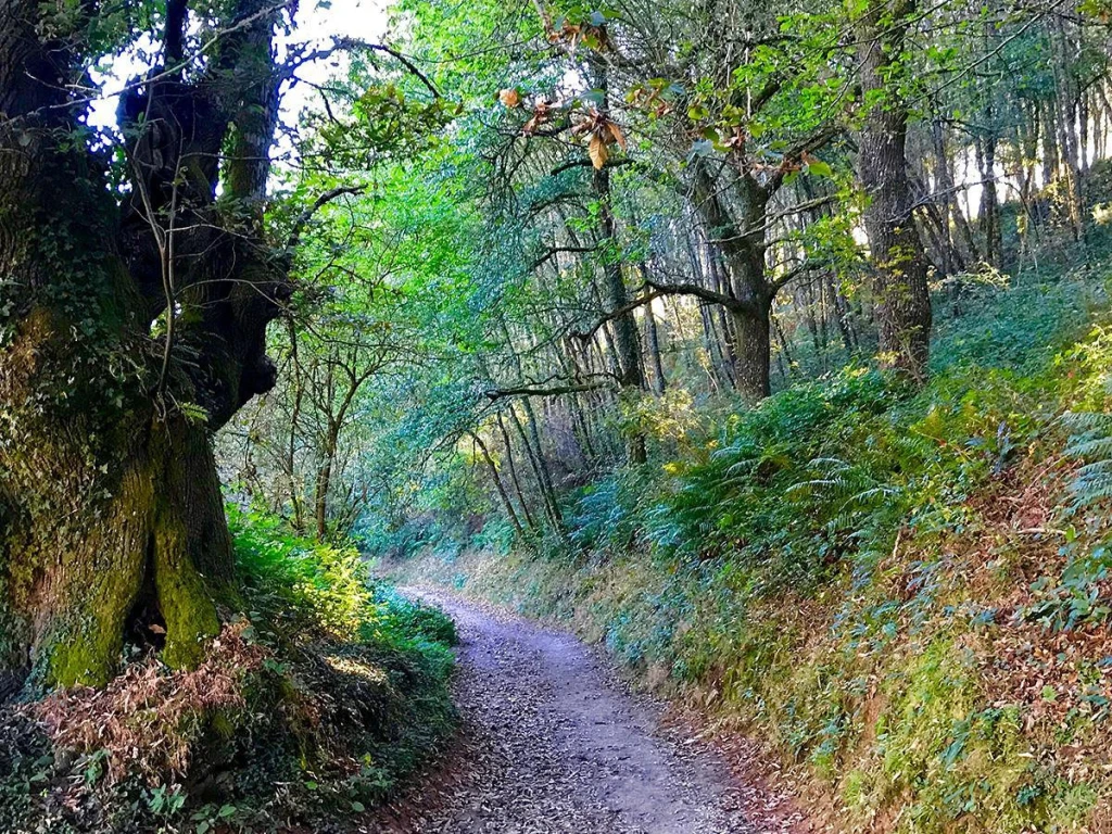 Bosque en el Camino de Santiago