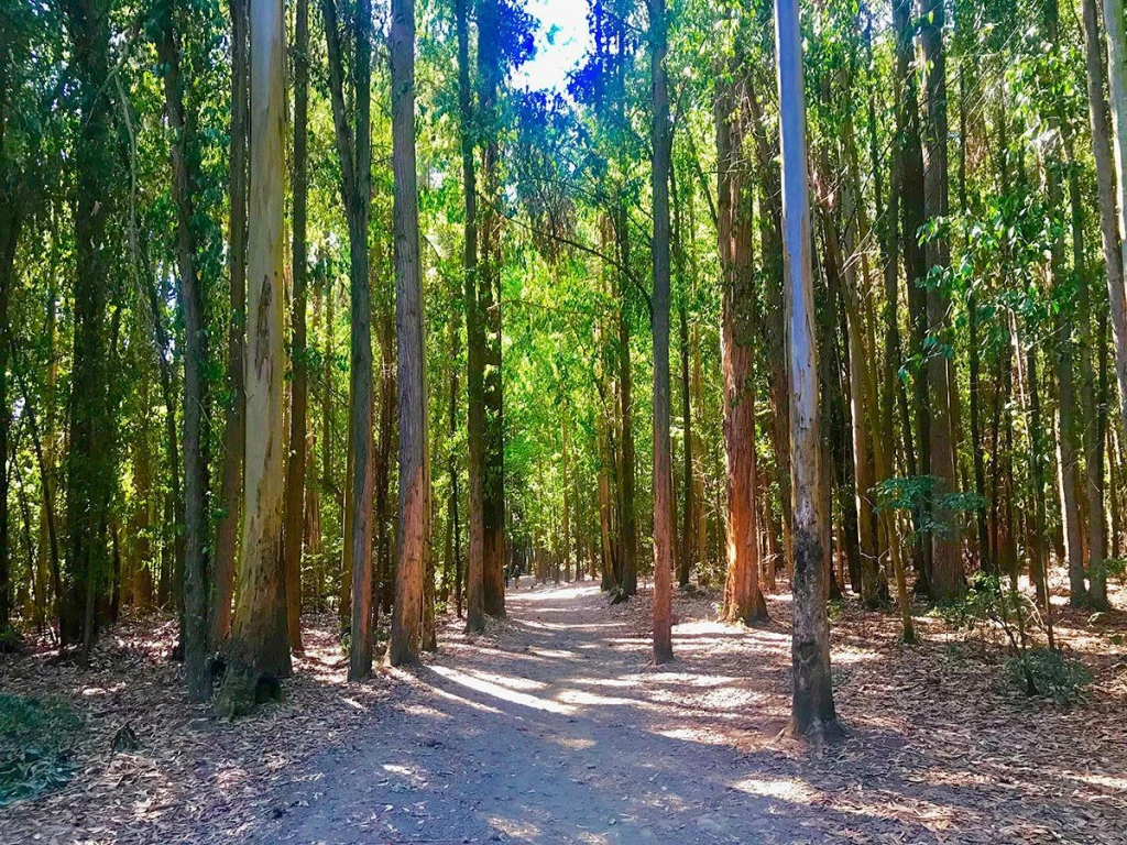 Bosque en el Camino de Santiago