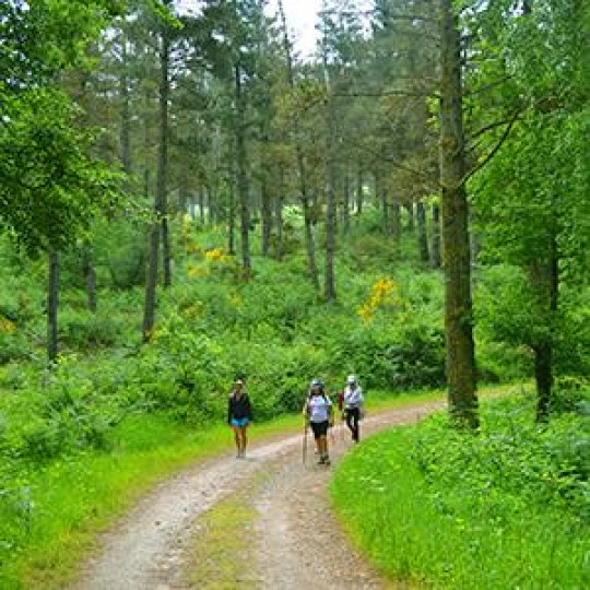Bosques en el camino