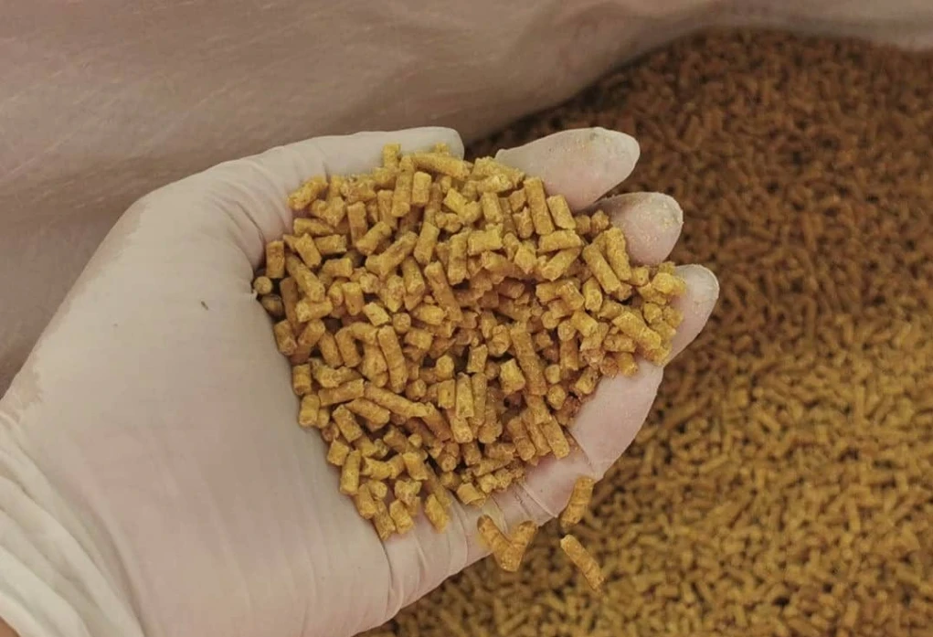 Alimento peletizado: proceso, variables industriales y claves para obtener un pellet de alta durabilidad