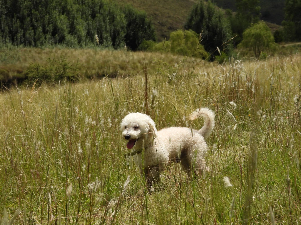 DSCN1016.webp