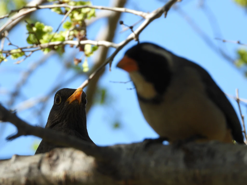 DSCN2326.webp