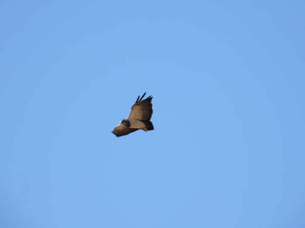DSCN2397.webp