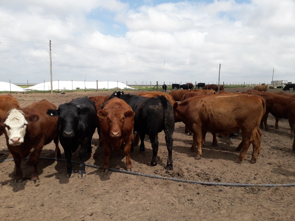 Manejo productivo adaptado a cada establecimiento