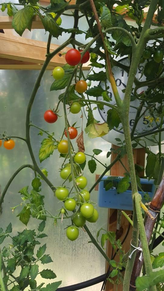 ¿Qué son las plantas?