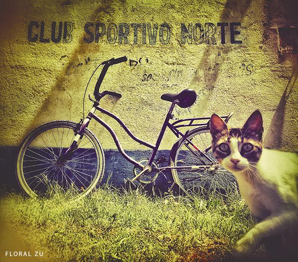Bicicletas en Foco