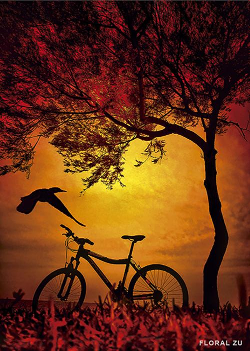 Bicicletas en Foco
