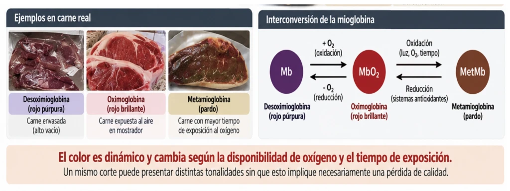 EL COLOR DEL BIFE