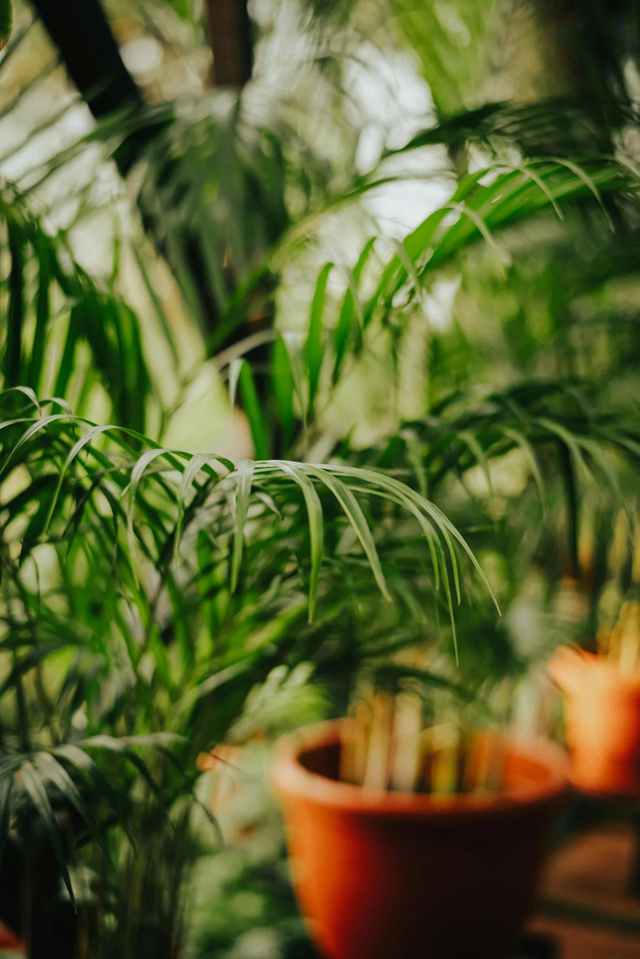 Mantener plantas de interior en macetas