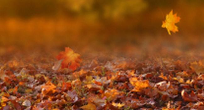 otoño