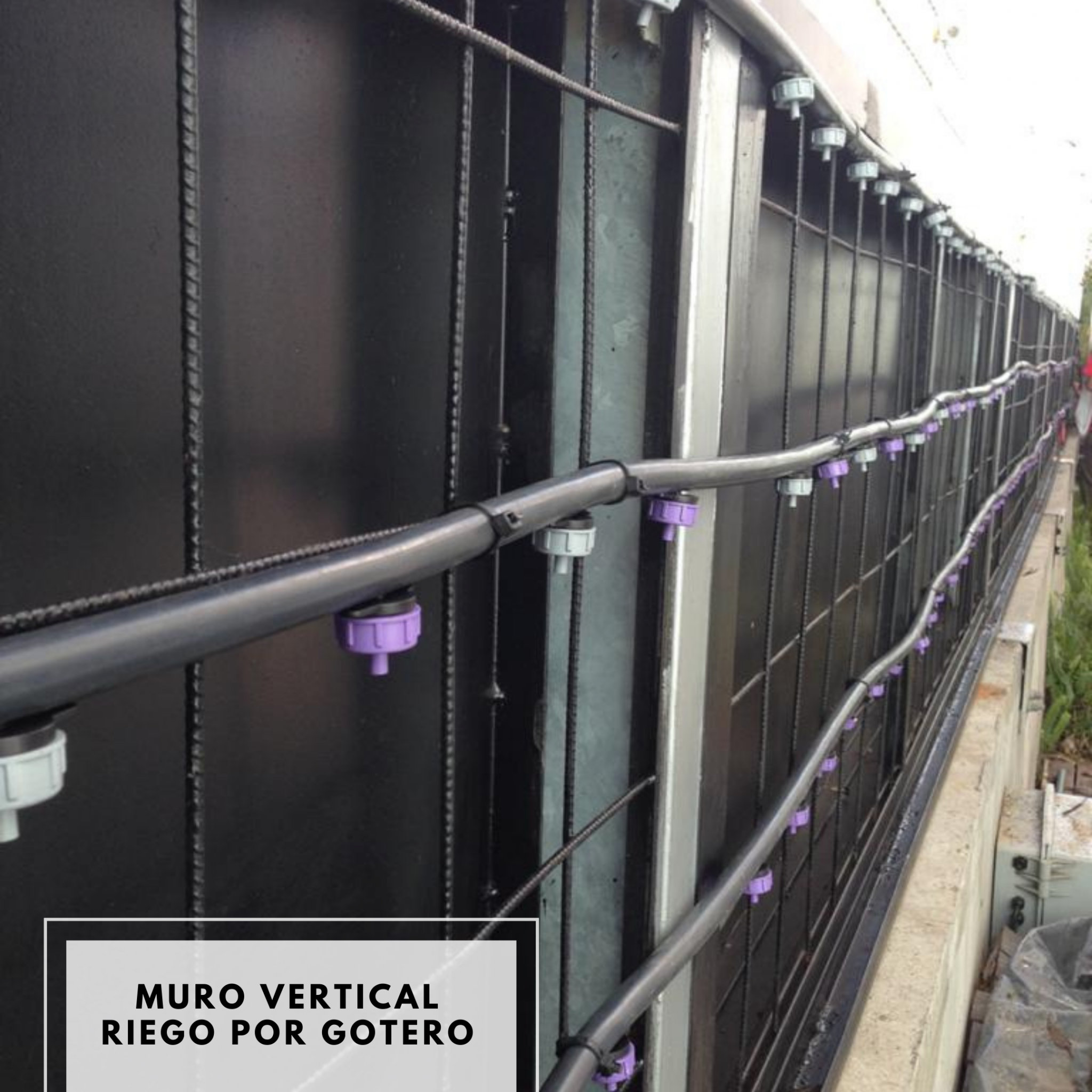 riego gotero muro