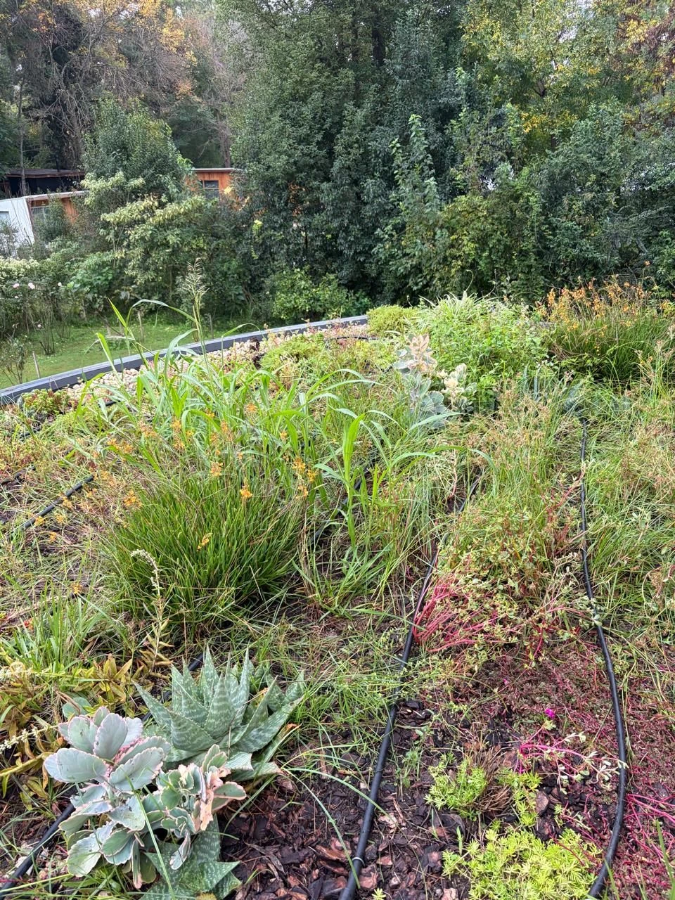 Cantero con plantas y riego por goteo
