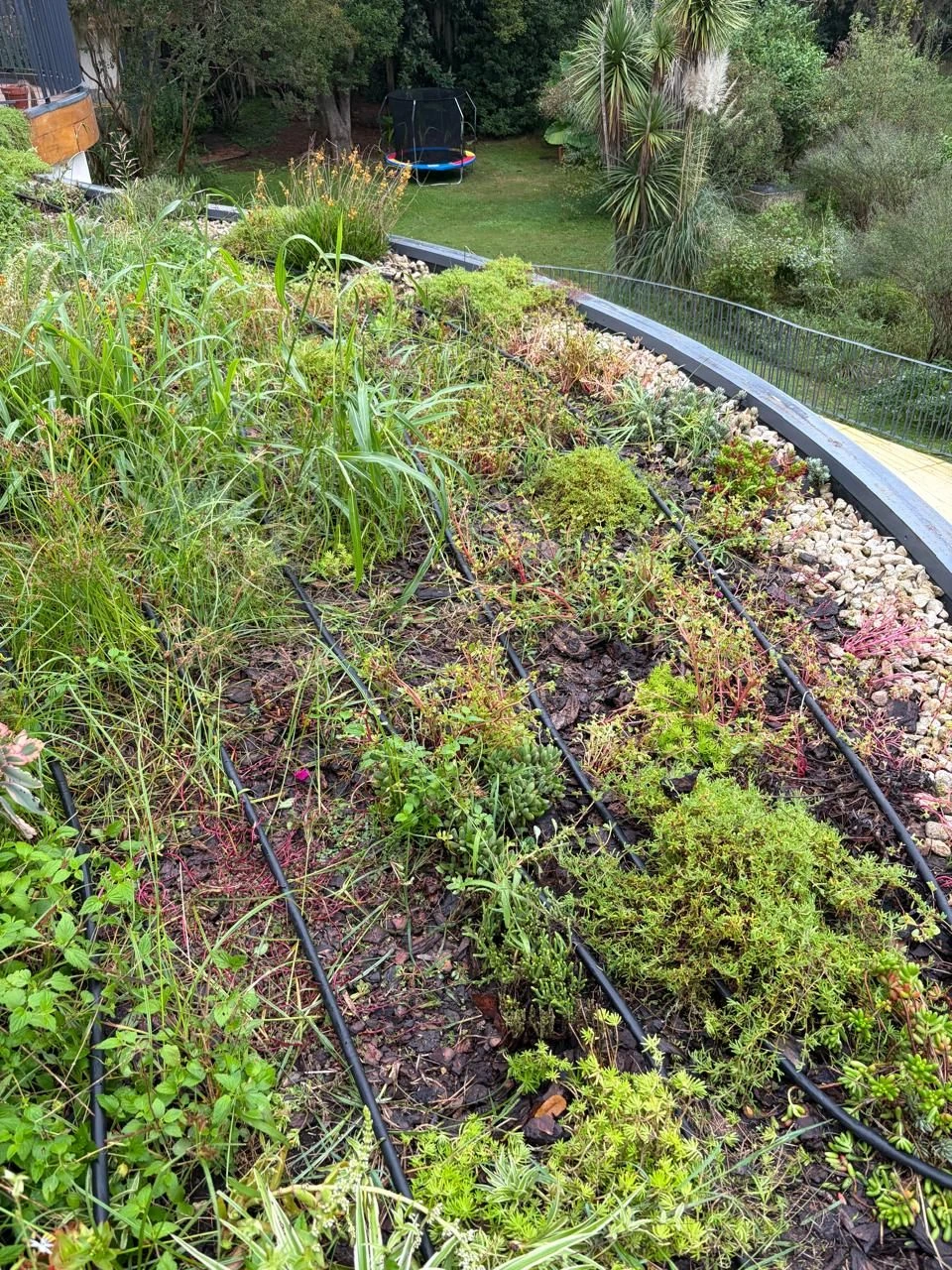 Cantero con plantas regado por goteo