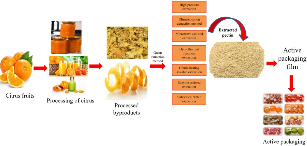 Multifunctional Citrus Peel Pectins from Seven Species: A Comparative Study of Physicochemical, Techno-Functional, and Bioactive Properties